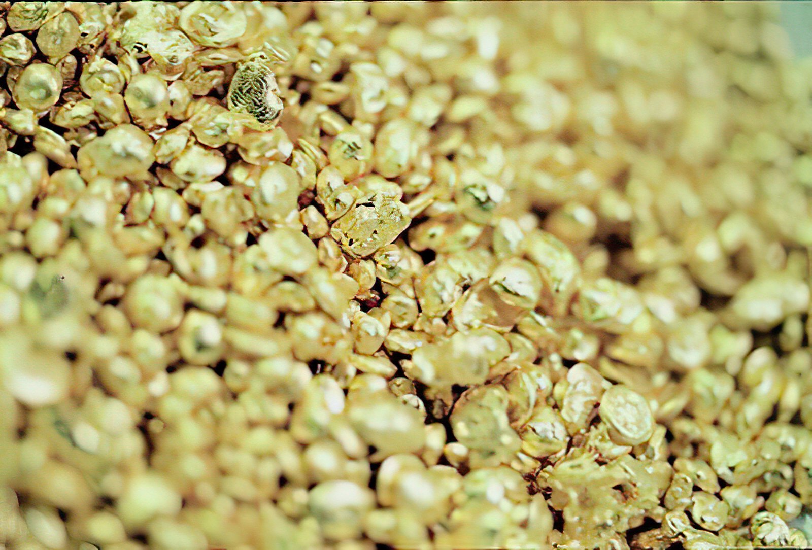 Gold & Precious Metals Srii Balaji Group